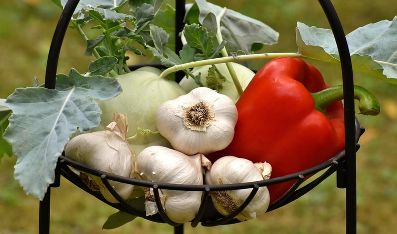 Garlic